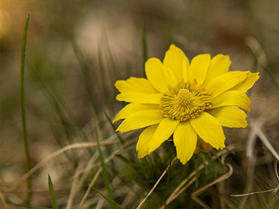 Adonis vernalis - sárga virág