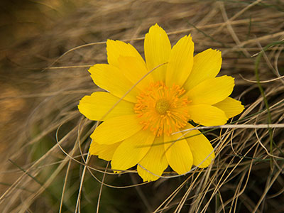 Adonis vernalis - sárga virág