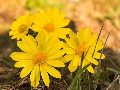 Adonis vernalis - sárga virág