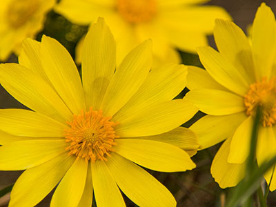 Adonis vernalis - sárga virág