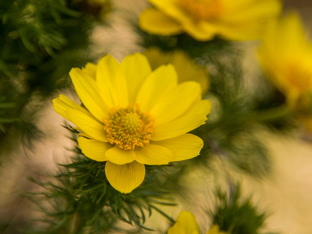 sárga tavaszi virág - mérgező, védett