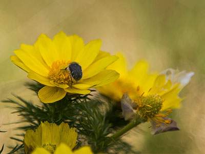 Adonis vernalis - sárga virág