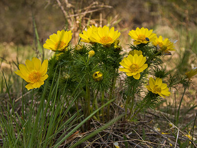 Adonis vernalis - sárga virág