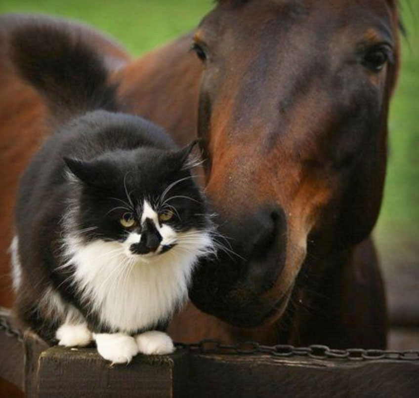 Macska és ló