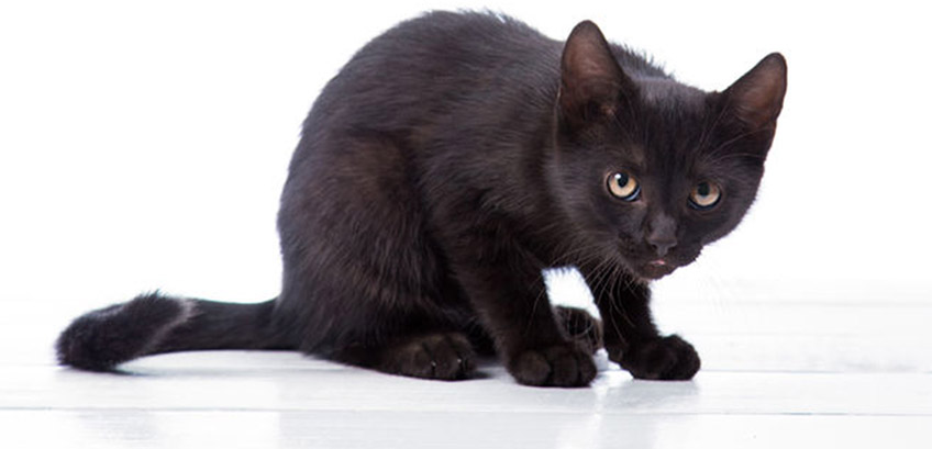 Fekete macska - szerencsét hoz vagy szerencsétlenséget?