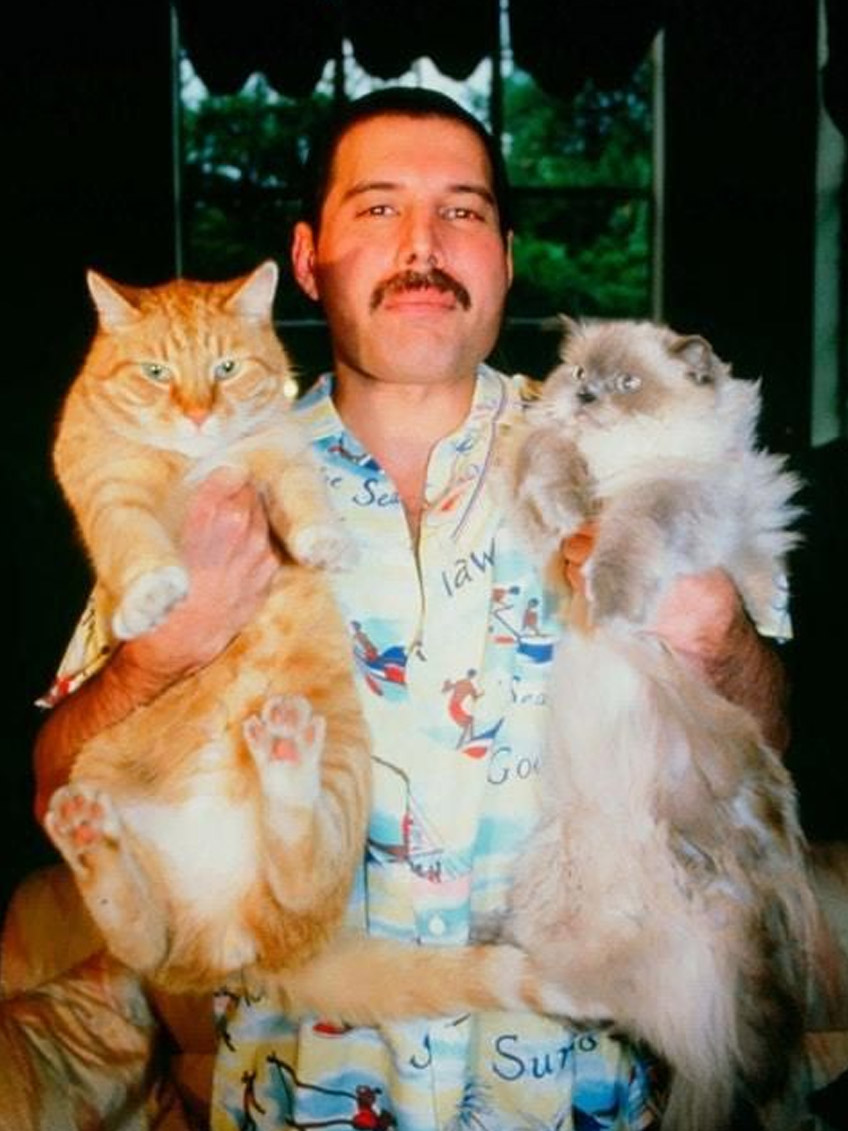 Freddie Mercury - macskával