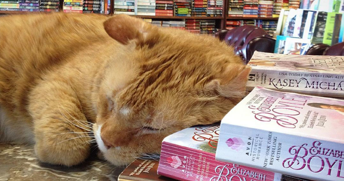 A könyvesbolt macskája