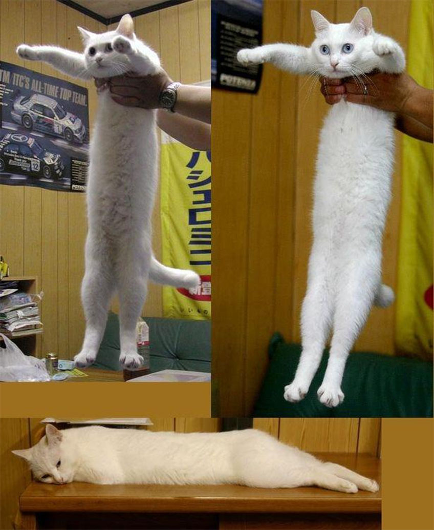 Hosszú macska - Longcat