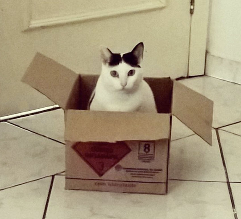 Macska a dobozban