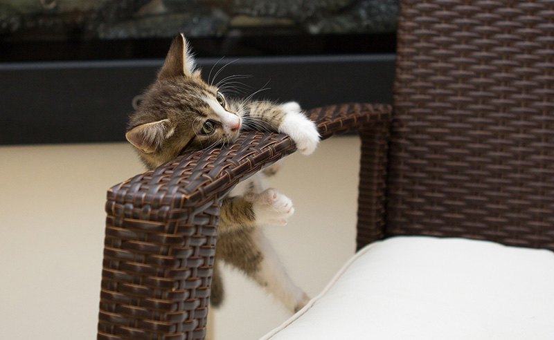 Akrobata macska