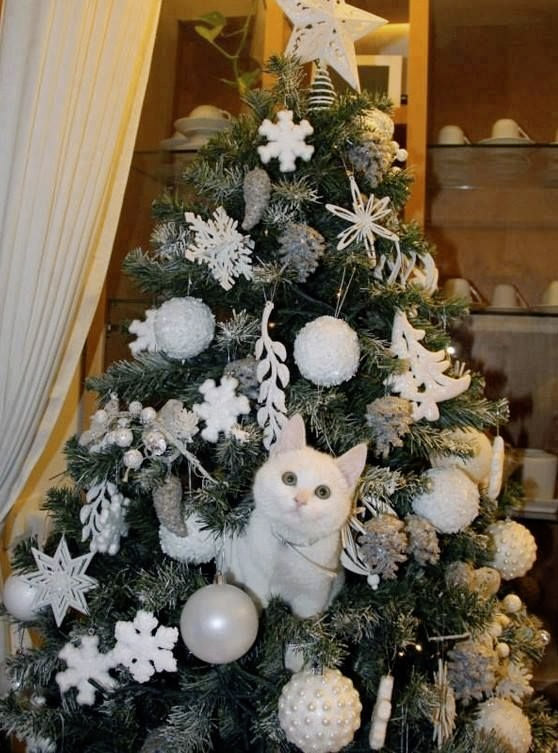Macska a karácsonyfán