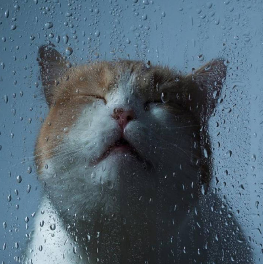 Macska az esőben
