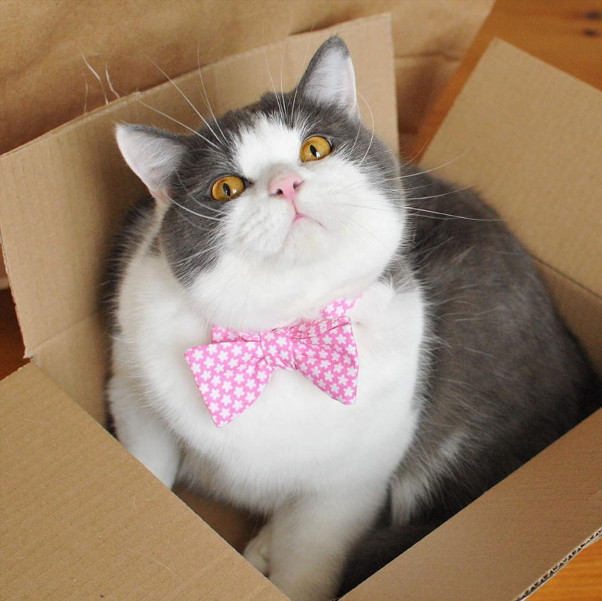 Az igazán elegáns macska nyakkendőt hord