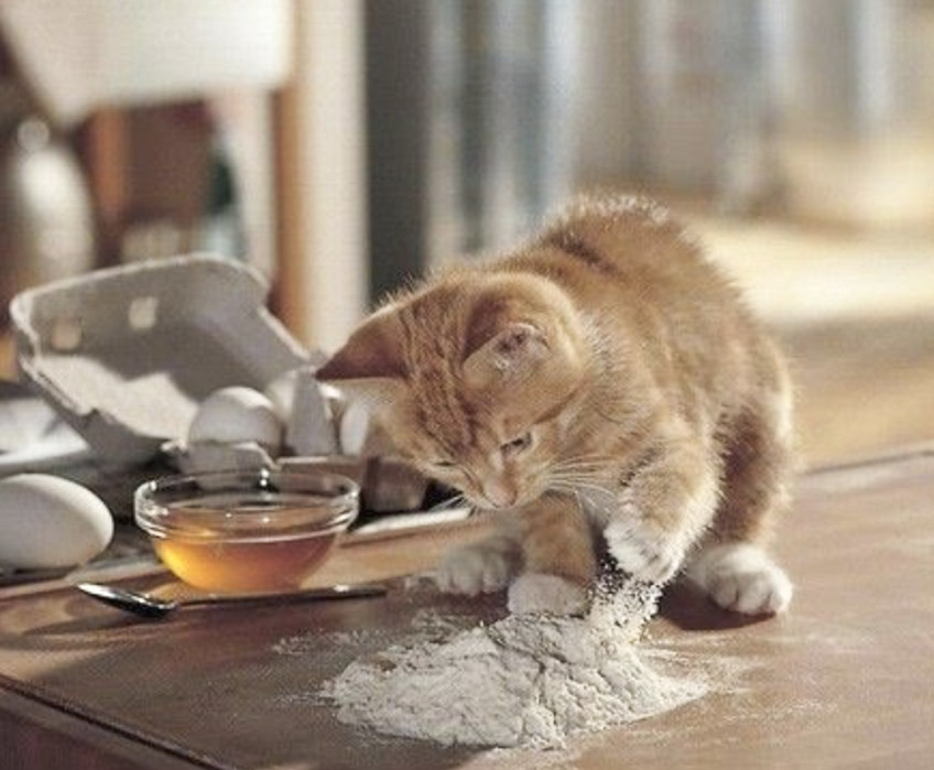 Macska a konyhában